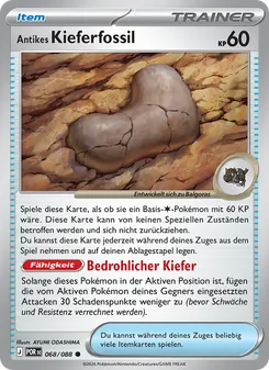 Antikes Kieferfossil, Optimale Ordnung 068