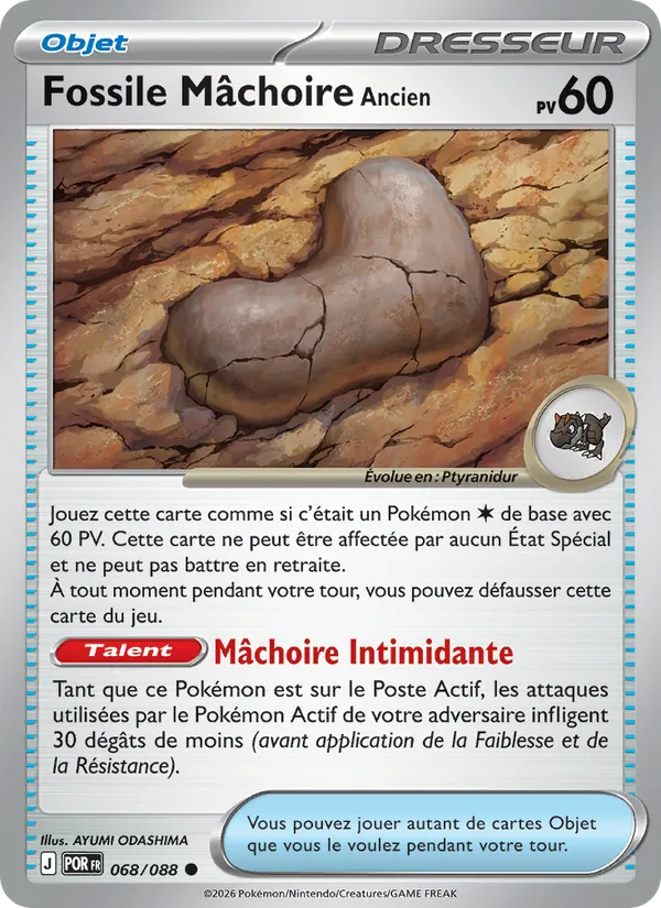 Fossile Mâchoire Ancien, Équilibre Parfait 068