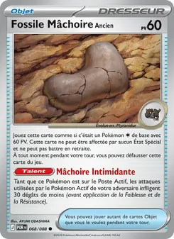 Fossile Mâchoire Ancien, Équilibre Parfait 068